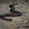 Pakobra cervenobricha - Pseudechis porphyriacus - Red-bellied Black Snake 8323